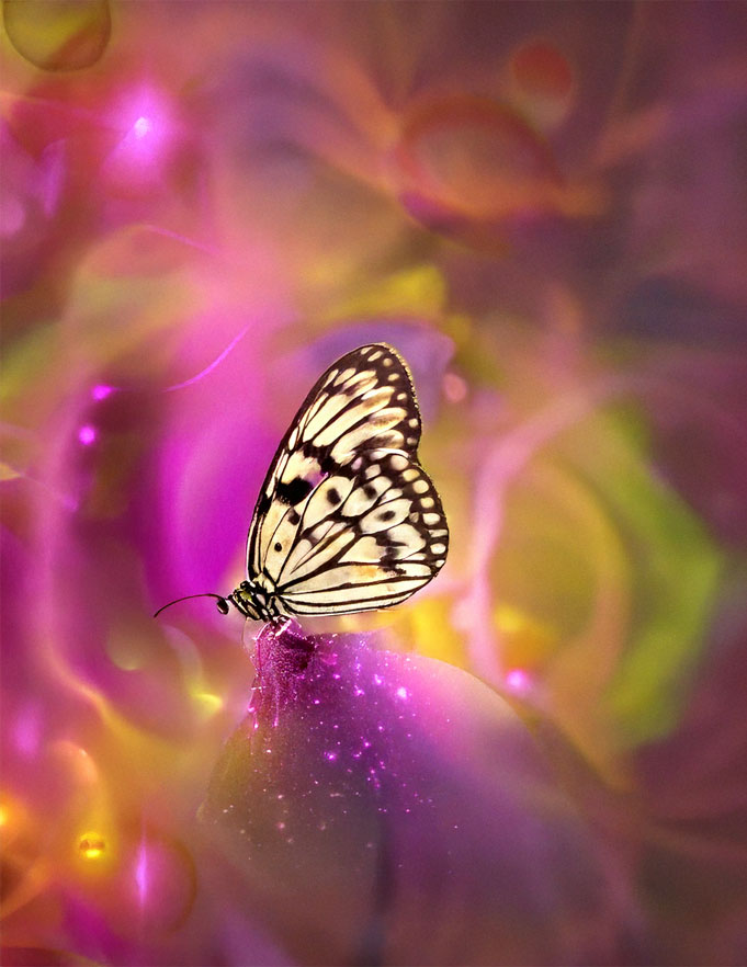 butterfly-healing