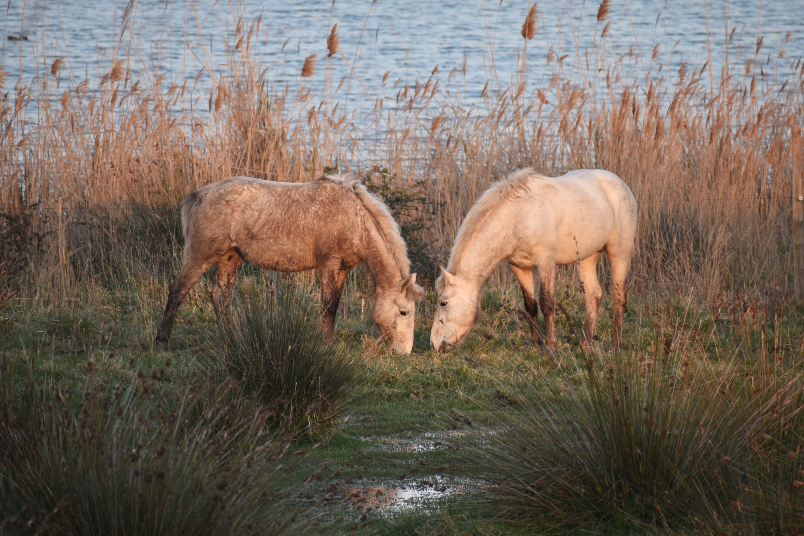 horses-field